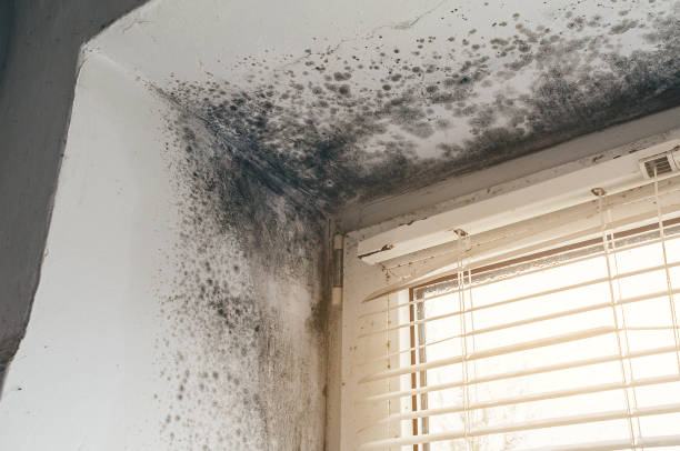 Affordable Mold Cleanup solutions in Centerport, NY